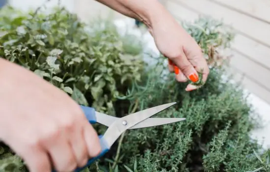 Garden Herbs